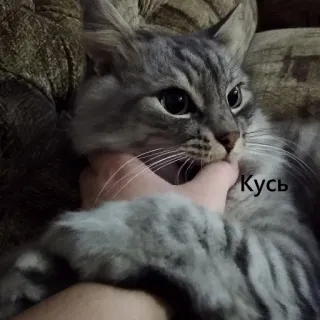 😋 Кусь cat, kitten, pet, animal, cute, bite, hand telegram sticker
