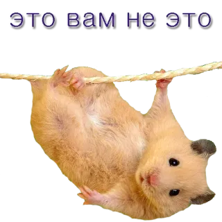 ⚓️ ЭТО ВАМ НЕ ЭТО хомяк, животное, милый, смешной, висящий telegram sticker
