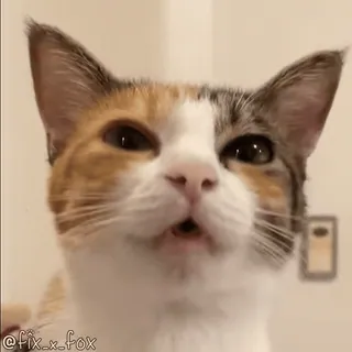 😸 @fix_x_fox cat, animal, pet, meme, calico, funny telegram sticker