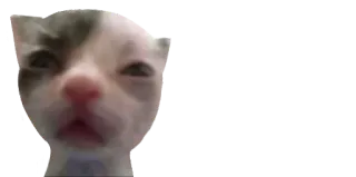 😕 gato, meme, engraçado telegram sticker