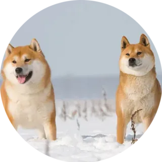 👫 犬, 柴犬, 雪, 動物, ペット, 冬 telegram sticker