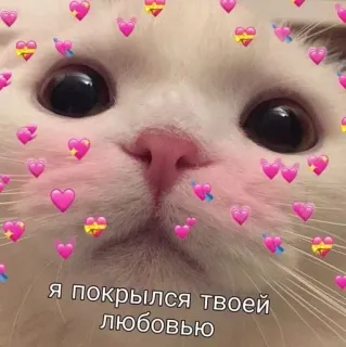 ❤️ я покрылся твоей любовью cat, love, hearts, cute, animal, russian, text telegram sticker