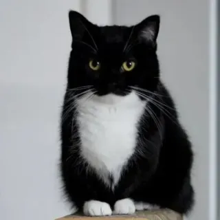 🐾 Katze, Tuxedo Katze, Schwarz-weiße Katze, Haustier, Tier, Hauskatze telegram sticker