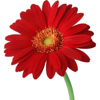 🌸 fleur, rouge, pétale, nature, floral whatsapp sticker