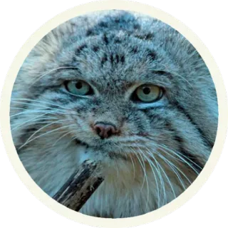 😏 кот, животное, манул, дикий кот, млекопитающее, питомец telegram sticker
