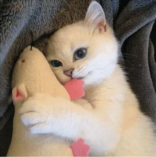 🌝 gato, gatinho, fofo, animal de estimação, animal, rato, brinquedo whatsapp sticker