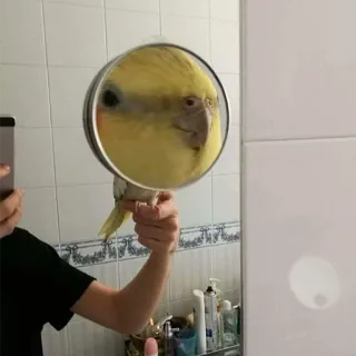 👀 oiseau, perroquet, miroir, animal, animal de compagnie, reflet telegram sticker