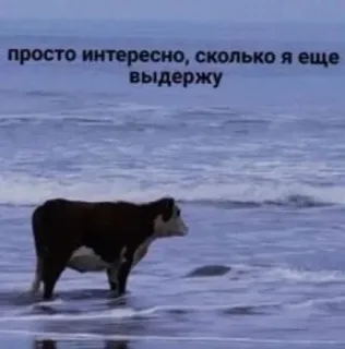 Больше стиков тут: @stikery4 whatsapp stickers