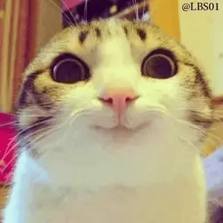 😃 chat, animal de compagnie, animal, mignon, drôle telegram sticker