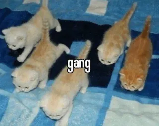 👩‍🤝‍👩 gang telegram sticker