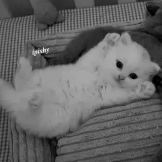 🕸 ipishy 猫, 小猫, 宠物, 可爱, 动物, 家养 telegram sticker