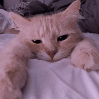 🍡 chat, animal, mignon, animal de compagnie, félin, chat domestique, mammifère whatsapp sticker