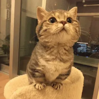 🐾 猫, 子猫, かわいい, 動物, ペット, 家畜, ネコ科 telegram sticker