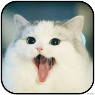 😲 chat, animal, drôle, mème, mignon, animal de compagnie whatsapp sticker