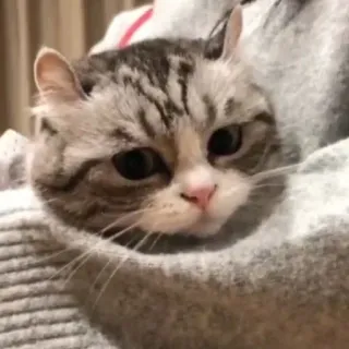 😪 cat, cute, animal, domestic, pet whatsapp sticker