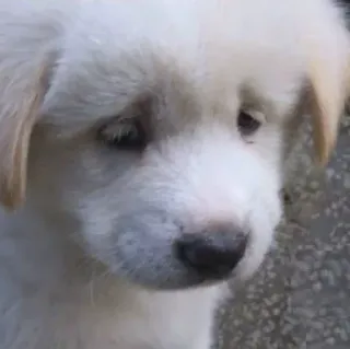 😔 cane, cucciolo, bianco, animale, animale domestico, carino telegram sticker