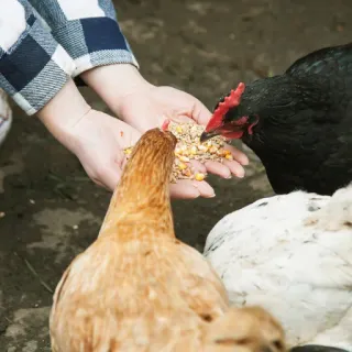 🐮 chicken, feeding, hands, animals, poultry, farm telegram sticker