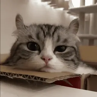 😕 cat, pet, animal, kitten, box whatsapp sticker