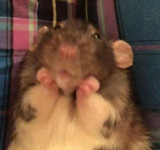 🐀 rat, animal, mignon, animal de compagnie, rongeur whatsapp sticker