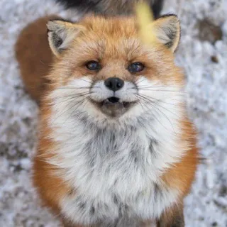 🦊 whatsapp sticker