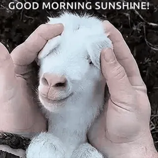 😘 GOOD MORNING SUNSHINE! cabra, animal, sol, manhã, bom dia, fofo telegram sticker