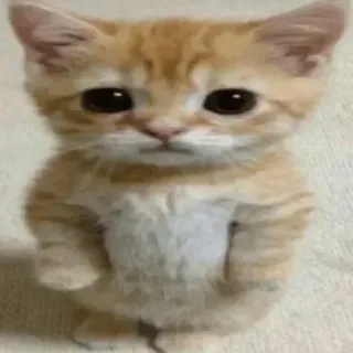 🥺 แมว, ลูกแมว, น่ารัก, สัตว์, แมวส้ม, สัตว์เลี้ยง telegram sticker