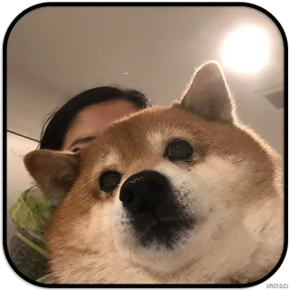👀 dog, shiba inu, pet, animal, cute, portrait telegram sticker