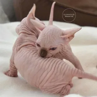 ❤️ gatto, sphynx, gattino, gatto senza pelo, animale domestico telegram sticker