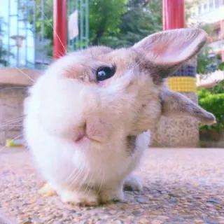 🐰 rabbit, bunny, pet, animal, cute, domestic whatsapp sticker