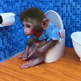 🚽 monkey, animal, toilet, cute, baby animal whatsapp sticker