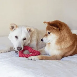 @shiba_gif telegram stickers