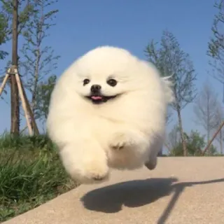 😆 dog, pomeranian, cute, animal, puppy, white, fluffy, happy telegram sticker