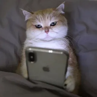 🌟 chat, téléphone, smartphone, animal, chat domestique, animal de compagnie whatsapp sticker