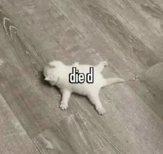 💀 died cat, kitten, dead, sad, funny, animal telegram sticker