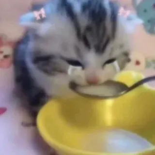 🥄 kitten, cat, crying, milk, sad, cute telegram sticker