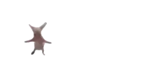 🕺 telegram sticker