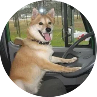 🚚 犬, 動物, 運転, トラック, ペット, ハンドル telegram sticker
