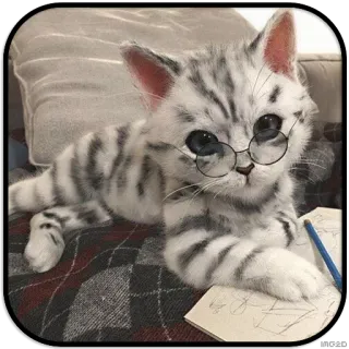 🤓 chat, chaton, lunettes, livre, étude, crayon whatsapp sticker