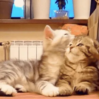 😽 chaton, chat, animal, mignon, animal de compagnie, amitié, amour telegram sticker