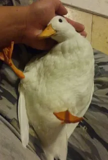 🌟 Pato, Pájaro, Animal, Pato blanco, Pies naranjas, Pato doméstico telegram sticker