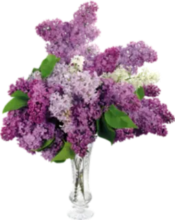 🌺 lilac, flowers, bouquet, vase, floral arrangement, spring, purple telegram sticker