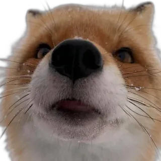👃 fox, animal, wildlife, cute, nature telegram sticker