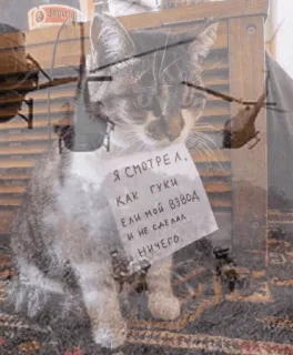 😿 Я смотрел, как гуки ели мой взвод и не сделал ничего gato, guerra, helicóptero, militar, ofensiva whatsapp sticker