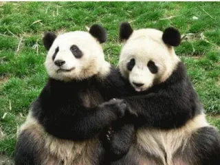 ☹️ Panda, Animais, Fofo, Vida selvagem, Bambu, Ursos telegram sticker