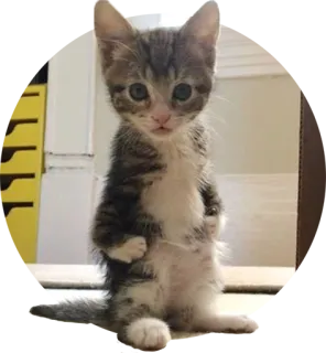 😐 kitten, cat, animal, cute, pet telegram sticker