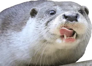 👅 wydra, zwierzę, słodkie, ssak, dzika przyroda telegram sticker
