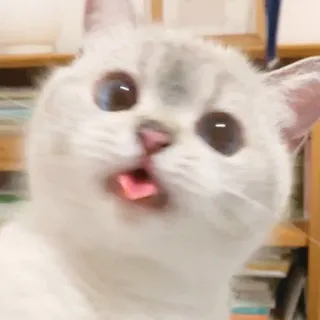 🧸 gatto, divertente, carino, animale, meme, animale domestico, lingua telegram sticker
