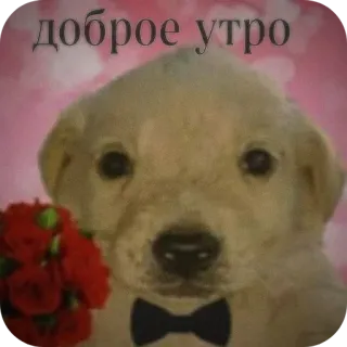 🥰 доброе утро 좋은 아침, 강아지, 개, 꽃, 귀여운, 러시아 telegram sticker