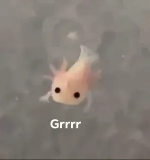 Ali.Y.axolotl :: @fStikBot telegram stickers