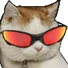 🐱